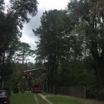 Full service tree and lawn company specialize in hazardous tree removal